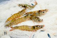 GAMBAS-F GAMBAS-F